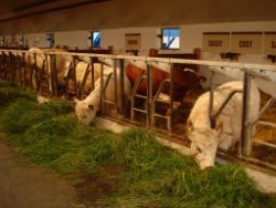 2013-06-08_Radtour_Iffeldorf-Aiderbichl (178).JPG